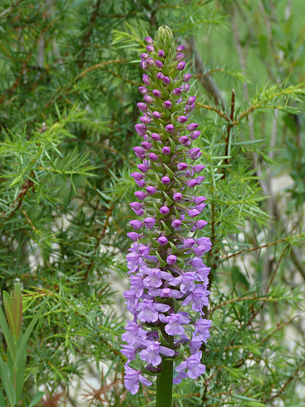 päťprstnica hustokvetá Gymnadenia densiflora (Wahlenb.) A. Dietr.
