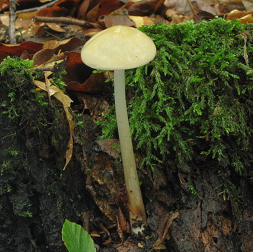 sliznačka koreňujúca Hymenopellis radicata (Relhan) R.H. Petersen