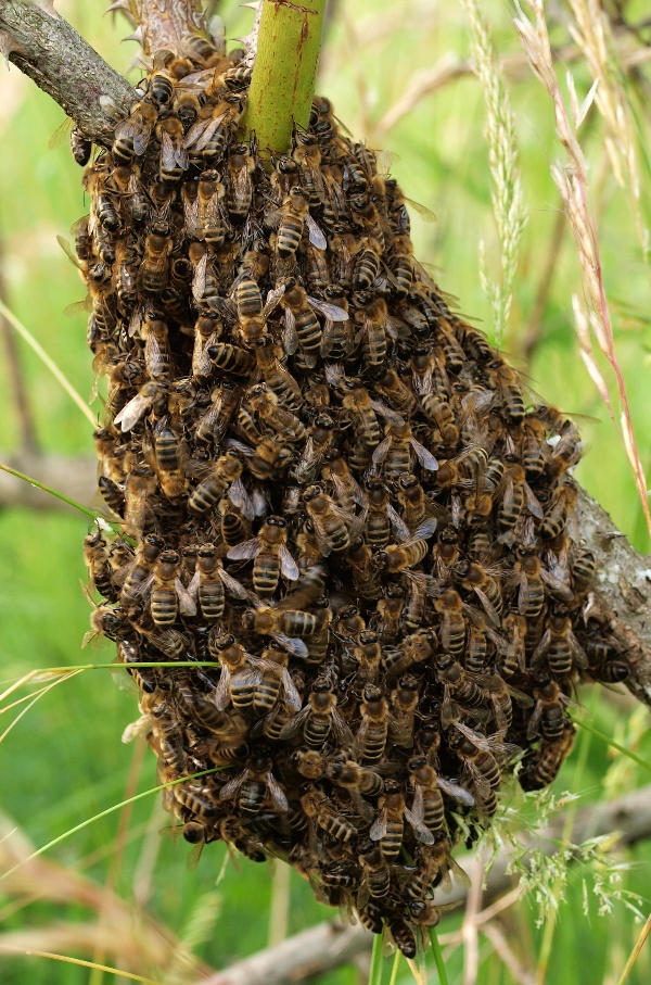 včela medonosná ? Apis mellifera