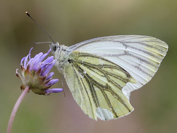 mlynárik repkový Pieris napi