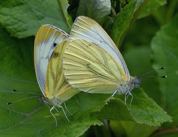 mlynárik repkový Pieris napi