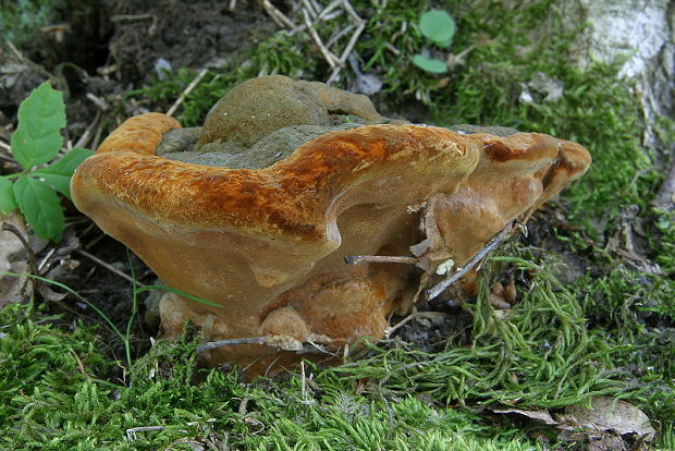 ohňovec hrboľkatý Phellinus torulosus (Pers.) Bourdot & Galzin