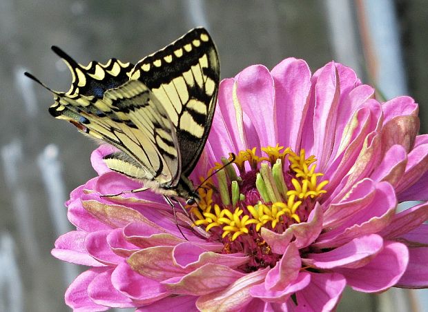 vidlochvost feniklový-otakárek feniklový Papilio machaon