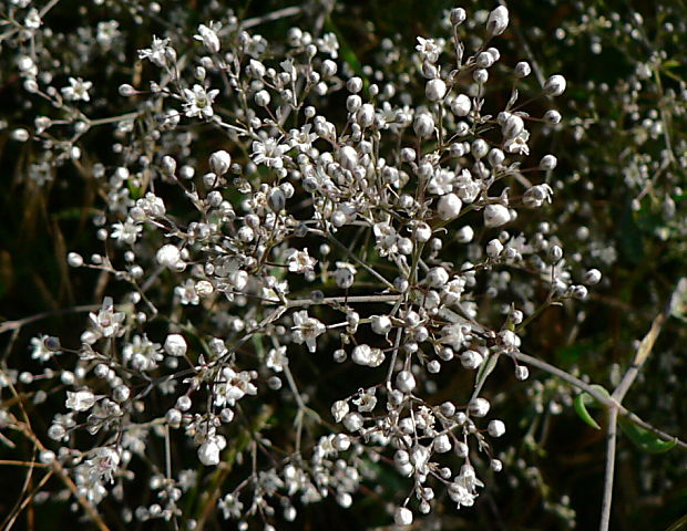 gypsomilka metlinatá Gypsophila paniculata L.