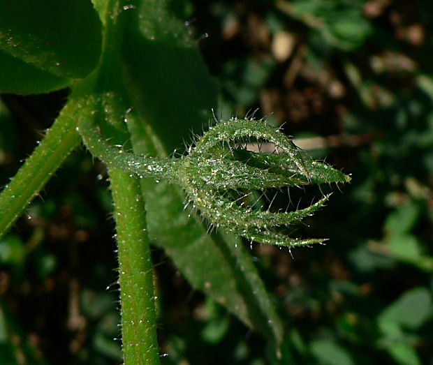 pŕhlica roľná - plod Lycopsis arvensis L.