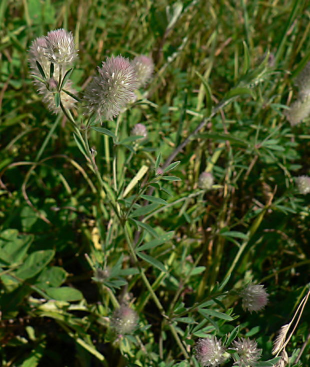 ďatelina roľná - jetel rolní Trifolium arvense L.
