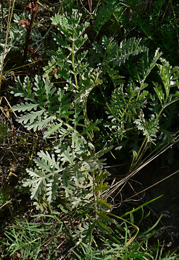 palina pančičova - pelyněk pančičův Artemisia pancicii (Janka) Ronniger