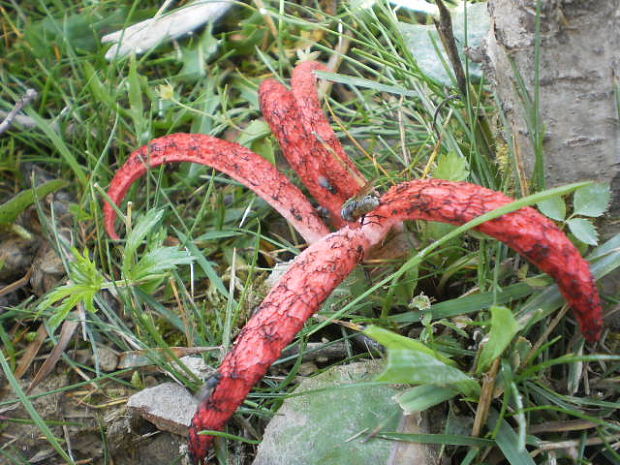 mrežovka kvetovitá Clathrus archeri (Berk.) Dring