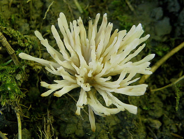 Tremellodendropsis tuberosa (Grev.) D.A. Crawford
