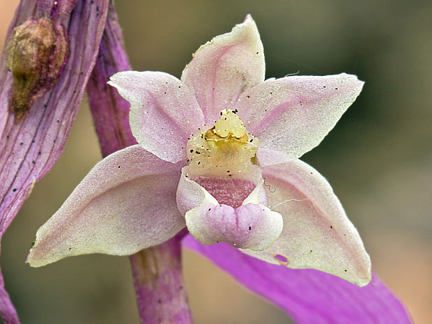 kruštík modrofialový (f. rosea) Epipactis purpurata Sm.