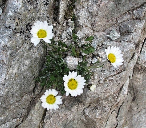 králik alpínsky  tatranský Chrysanthenum alpinum var. tatrae