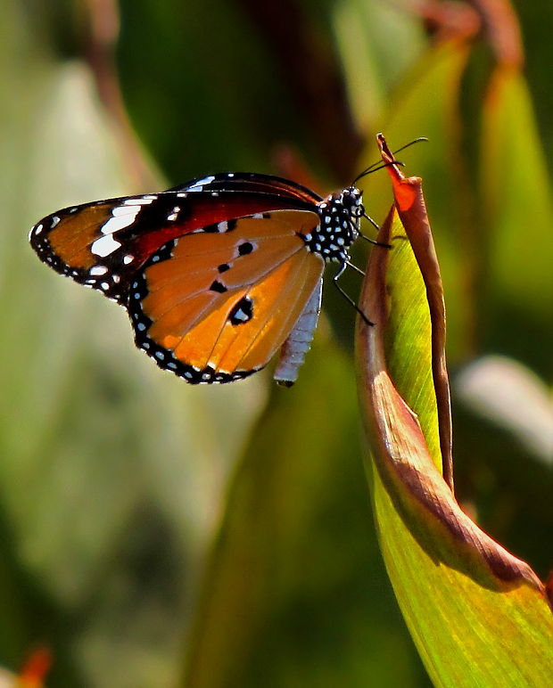 monarcha glejovkový Danaus chrysippus
