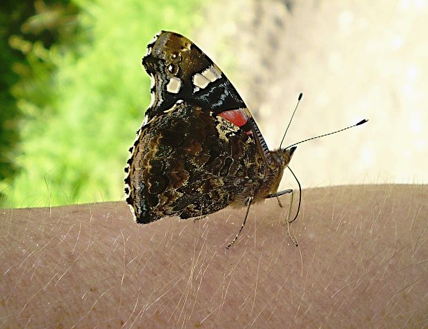 babôčka admirálska Vanessa atalanta