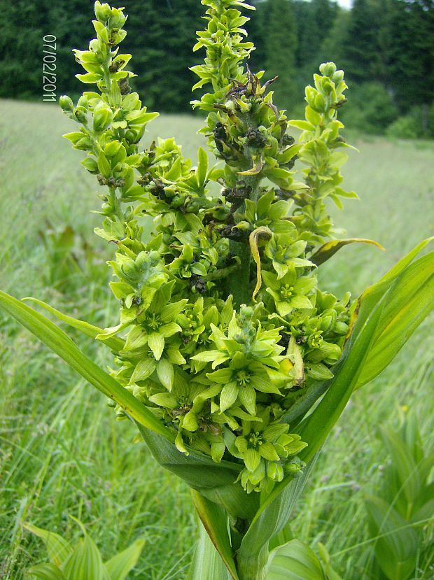kýchavica biela lobelova Veratrum album subsp. lobelianum (Bernh.) Arcang.