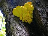 sírovec žlutooranžový - Sírovec obyčajný