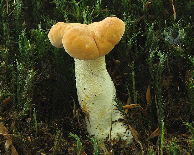 jelenka poprehýbaná Hydnum repandum L.