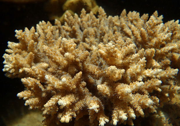 Koral