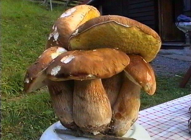kytica