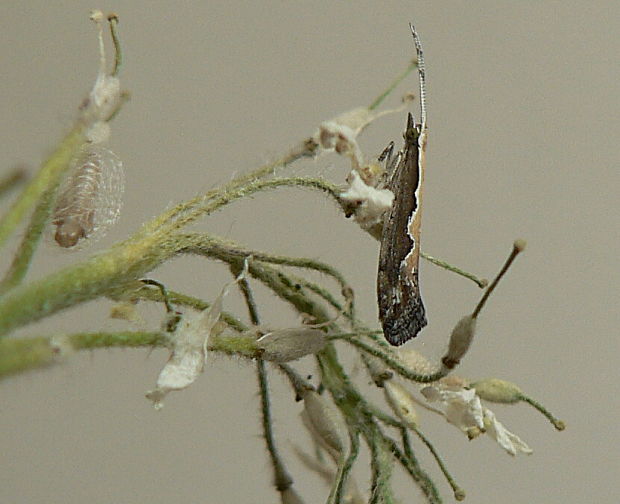 molička kapustová Plutella xylostella L., 1758