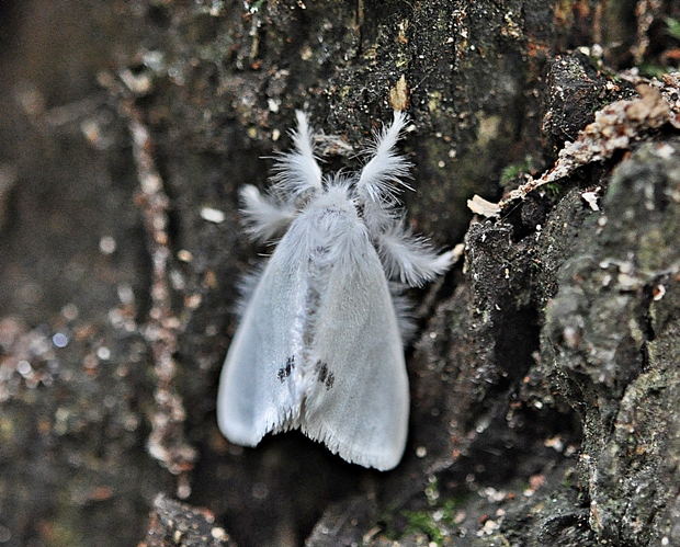mníška pižmová Euproctis similis