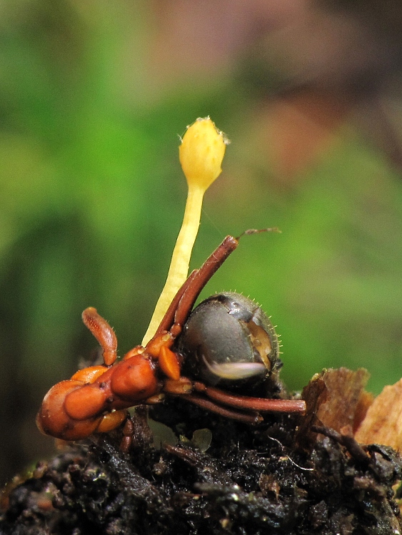žezlovka mravcová Ophiocordyceps myrmecophila  (Ces.) G.H. Sung, J.M. Sung, Hywel-Jones & Spatafora