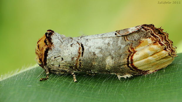 faléra lipová Phalera bucephala