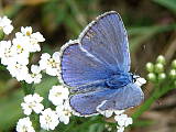 modráčik obyčajný - samček