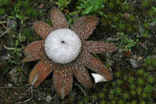 hviezdovec vlahojavný Astraeus hygrometricus (Pers.) Morgan