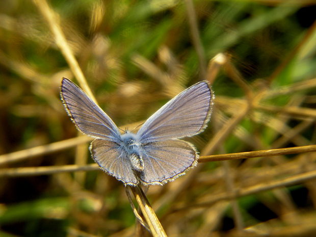 modráčik obyčajný-samček Polyommatus icarus