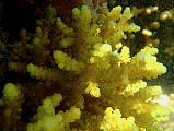 žltý koral
