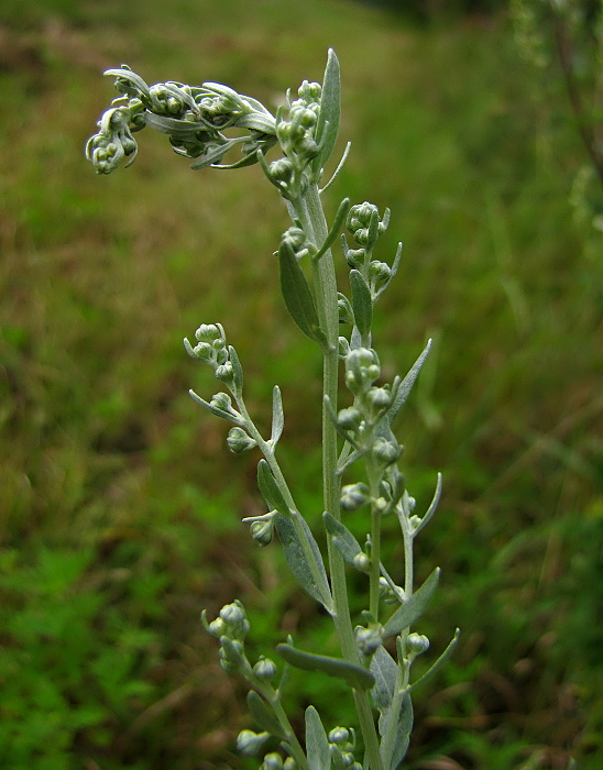 palina pravá Artemisia absinthium L.