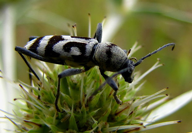 fuzáč Chlorophorus varius var. incarnus