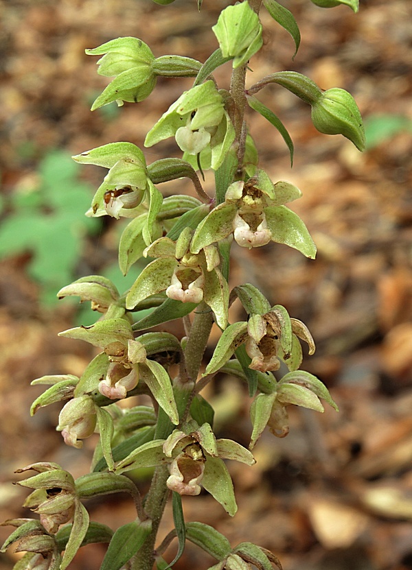 kruštík širokolistý pravý Epipactis helleborine subsp. helleborine (L.) Crantz