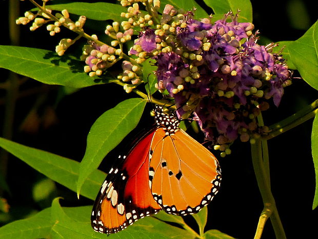 monarcha glejovkový  Danaus chrysippus