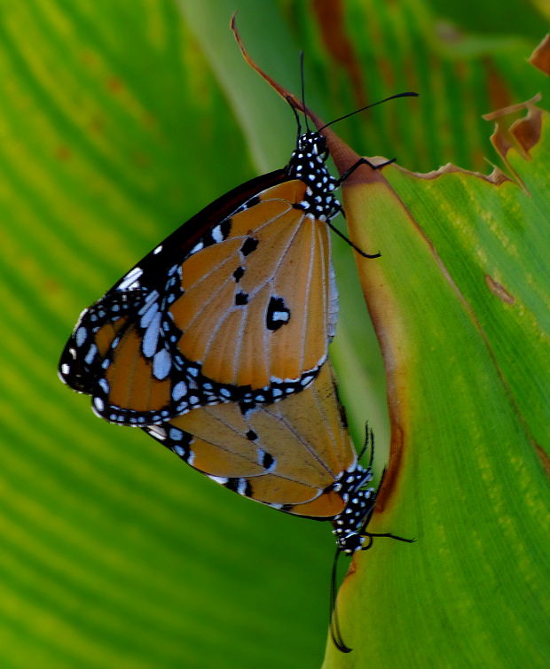 monarcha glejovkový Danaus chrysippus