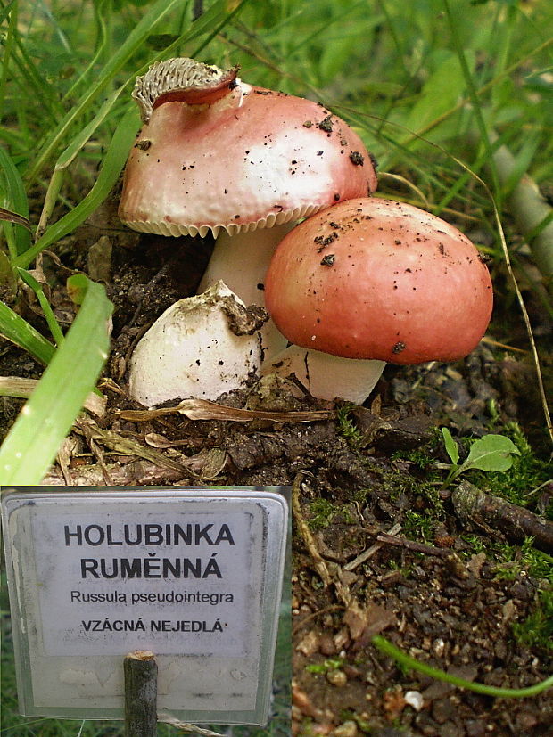 plávka rumencová Russula pseudointegra Arnould & Goris