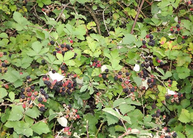 ostružina černicová Rubus fruticosus