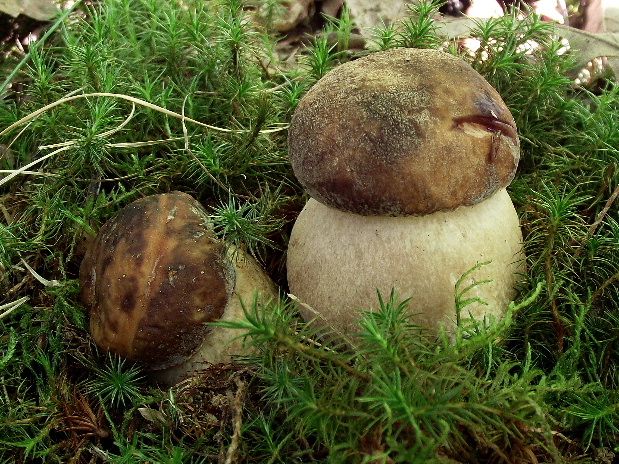 hríb bronzový Boletus aereus Bull. ex Fr.