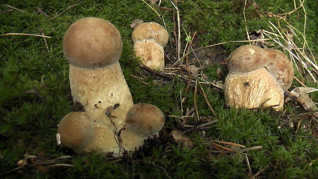 hríb dubový Boletus reticulatus Schaeff.