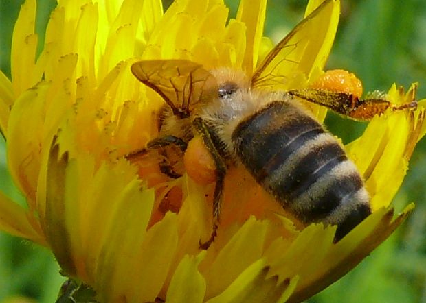 včela medonosná Apis mellifera