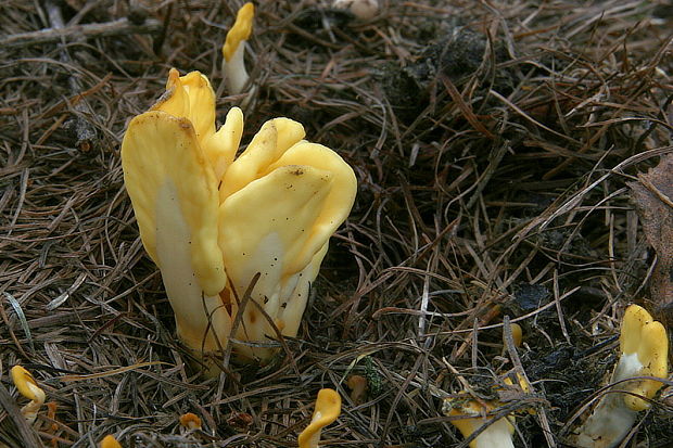 lopatička žltkastá Spathularia flavida Pers.