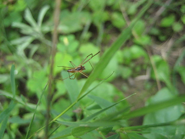 pavúk z čeľade čeľustnatkovité Tetragnathidae