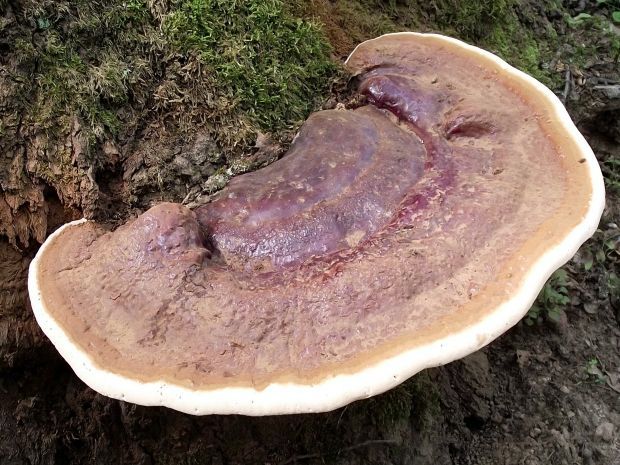 lesklokôrovka plochá Ganoderma applanatum (Pers.) Pat.
