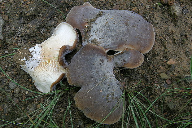 lastúrka lopatkovitá Hohenbuehelia petaloides (Bull.) Schulzer