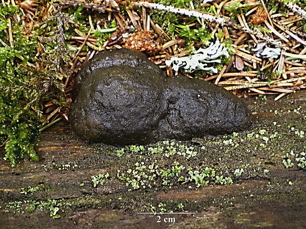 slizovka - brefeldka největší Brefeldia maxima  (Fr.) Rostaf.
