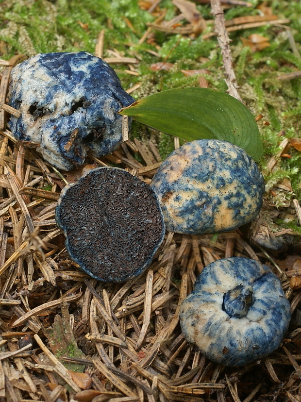 šamonia modrejúca Chamonixia caespitosa Rolland