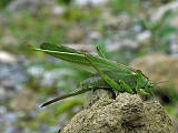 kobylka zelená 