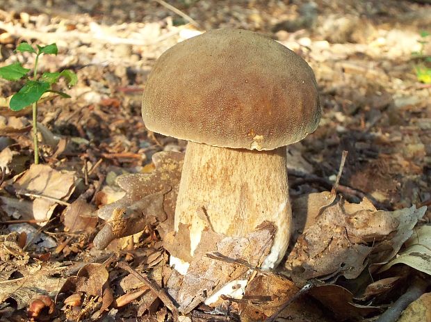 hríb dubový Boletus reticulatus Schaeff.