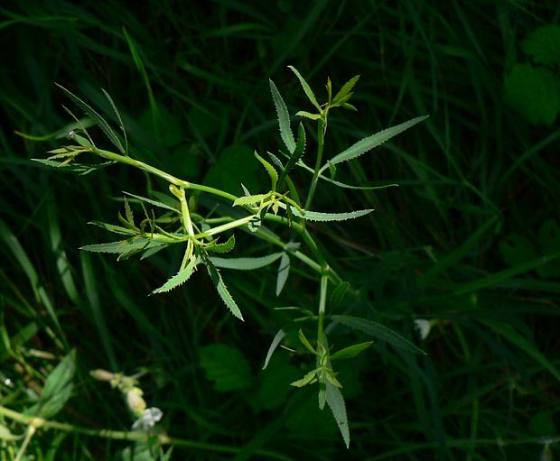 kosáčik obyčajný - srpek obecný Falcaria vulgaris Bernh.