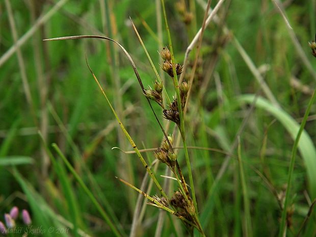 sitina tenká Juncus tenuis Willd.
